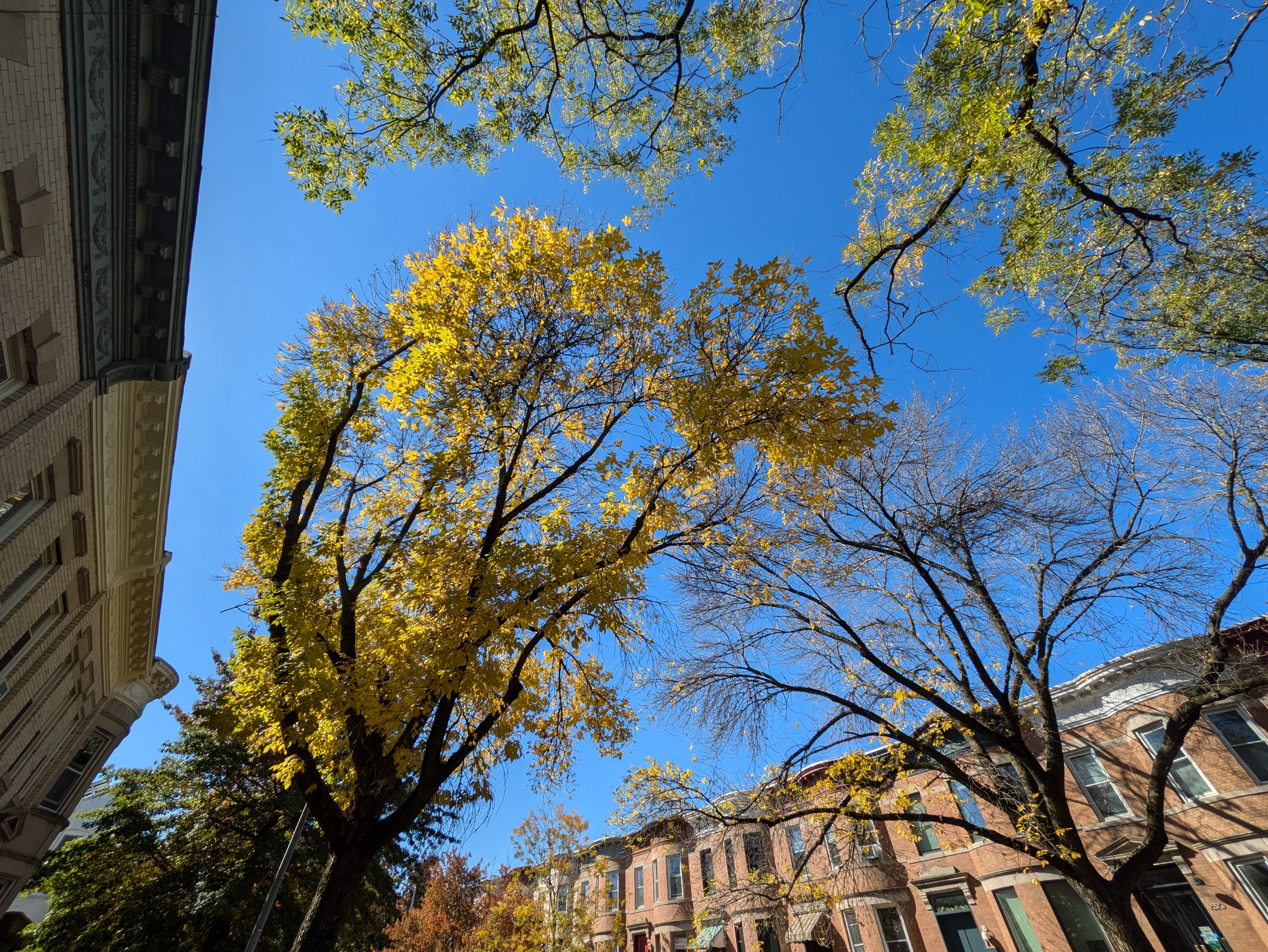 Photo of fall leaves and buildings